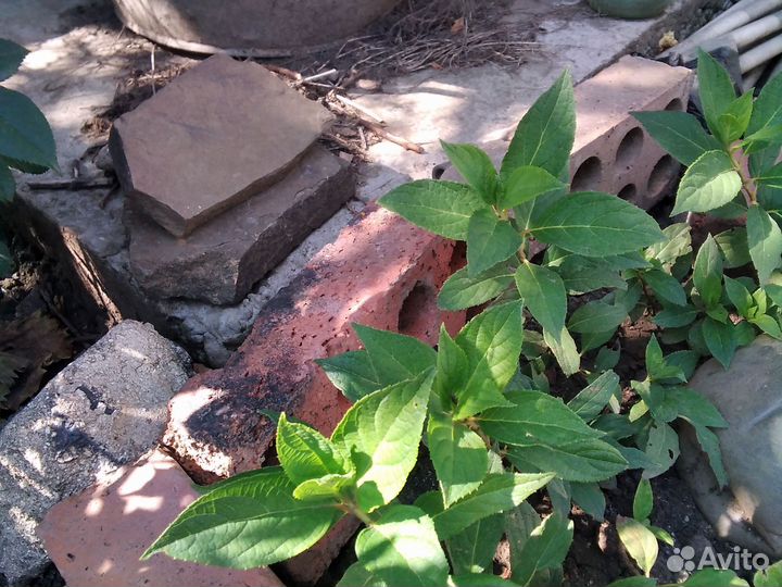 Гортензия метельчатая литтел фрайз