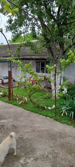 Дом 54,5 м² на участке 20 сот.