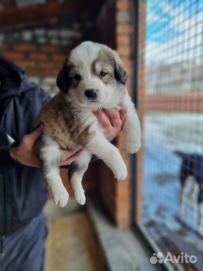 Продам чистокровных щенков алабая, им месяц