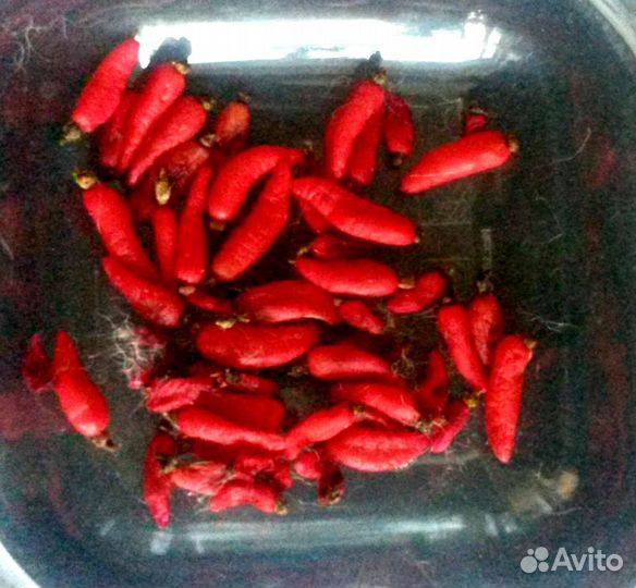 Суккуленты,Агава,кактусы