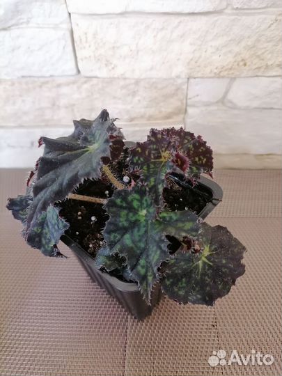 Комнатные цветы