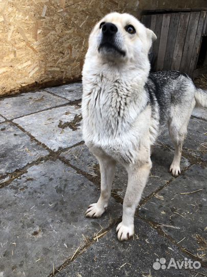 Собака меньше среднего в добрые руки