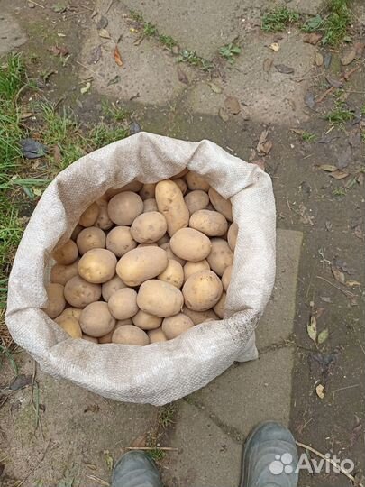 Продам картофель с доставкой