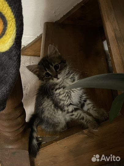 Котята в добрые руки2 месяца