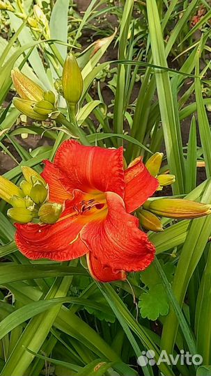 Лилейник сортовой