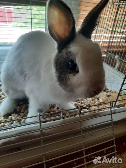 Кролик карликовый. (Без клетки)