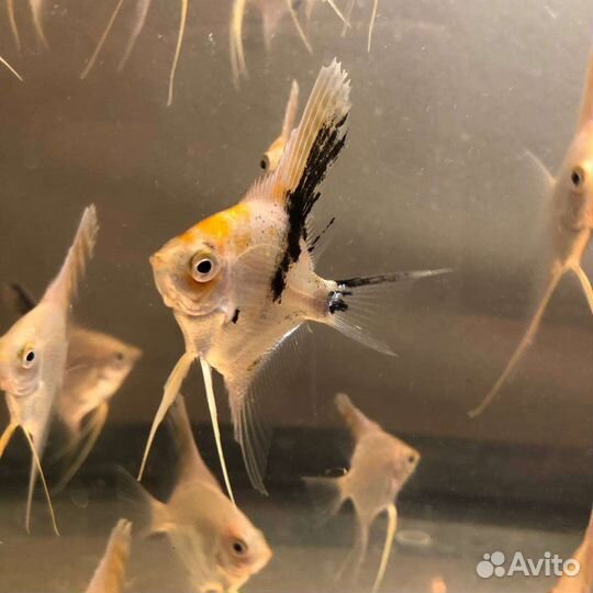 Рыбки скалярии жемчужные