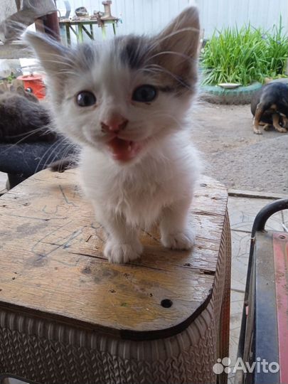 Котик в дар мальчик