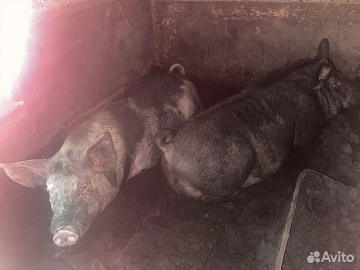 Продам хряка