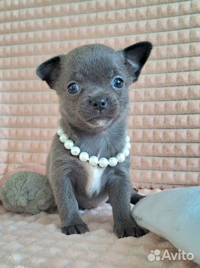 Щенки чихуахуа