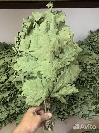 Веники банные дубовые