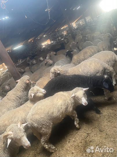 Баранчики на мясо