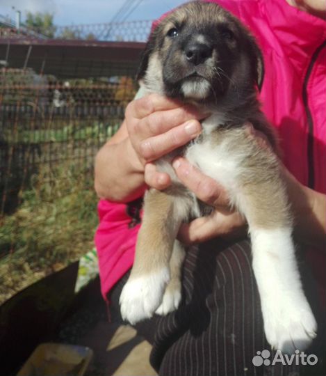 Щенки Алабай