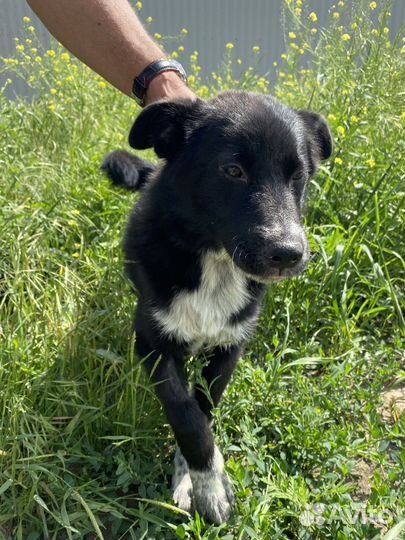 Щенок подросток в добрые руки