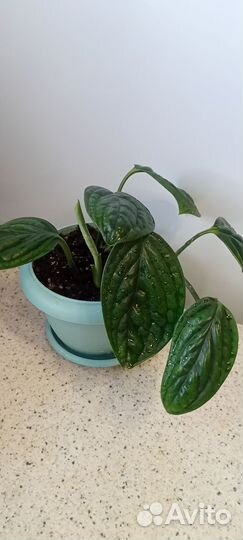 Монстера карстенианум/ филодендрон опакум