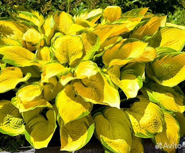 Хоста желтая