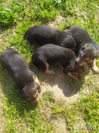 Продажа русских гончих