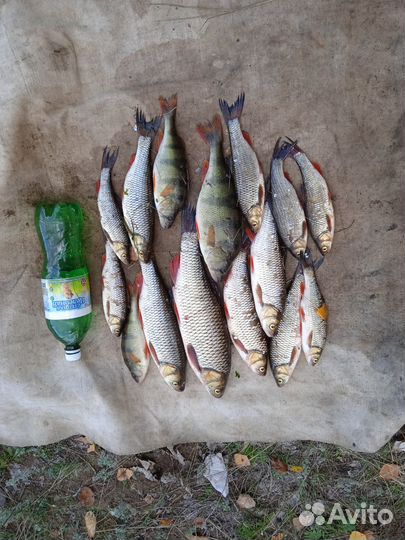Кукан для настоящих рыбаков