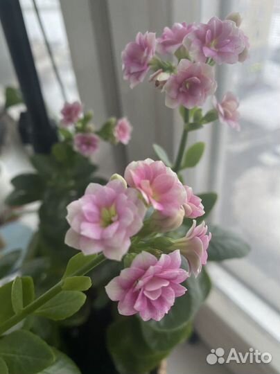 Каланхоэ розовое