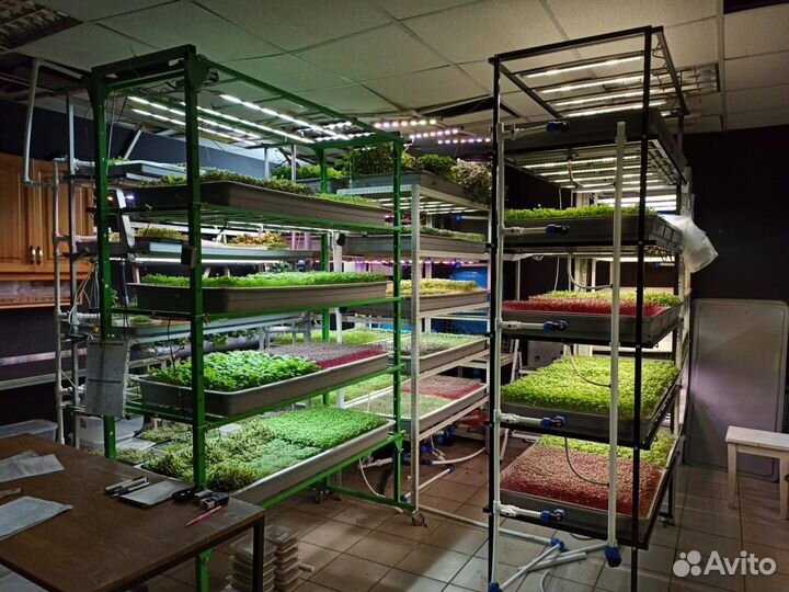 Открытие запуск сити ферм бизнес на разной зелени