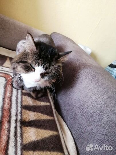 Передержка кошек