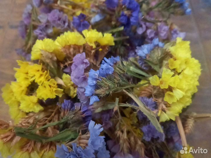 Статица. Сухоцвет