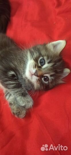 Кот