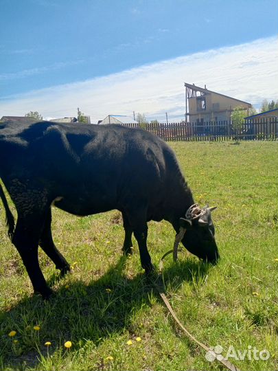 Корова нетель, коза и козел