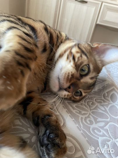 Бенгальский кот