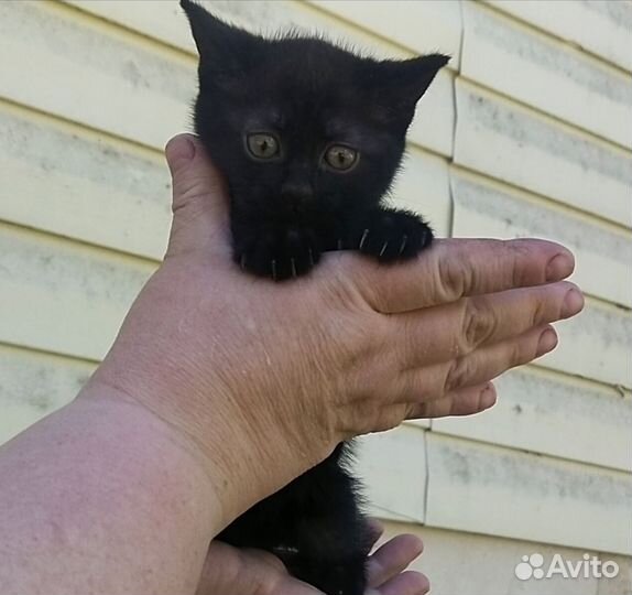 Кошка в дар бесплатно