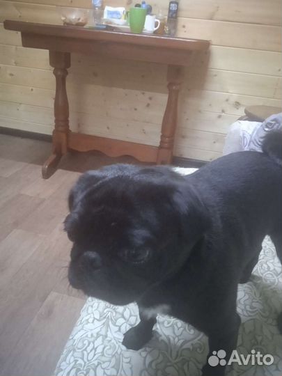 Мопс вязка мальчик