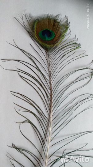 Перья павлина