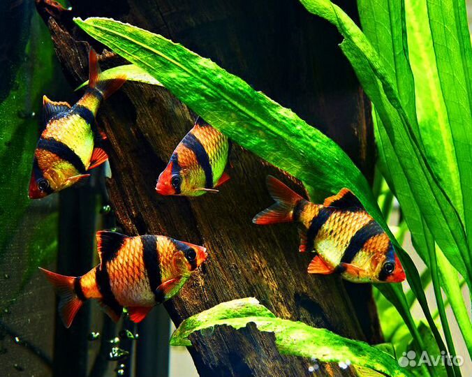 Барбус суматранский. Растения. Удобрения. Аквариум