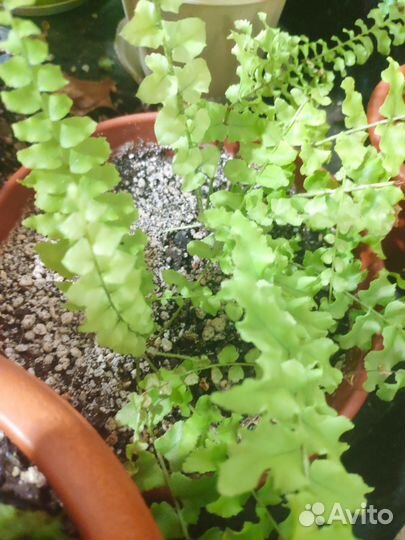 Живые лианы для террариума