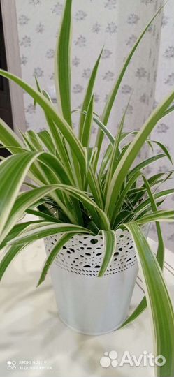 Хлорофитум