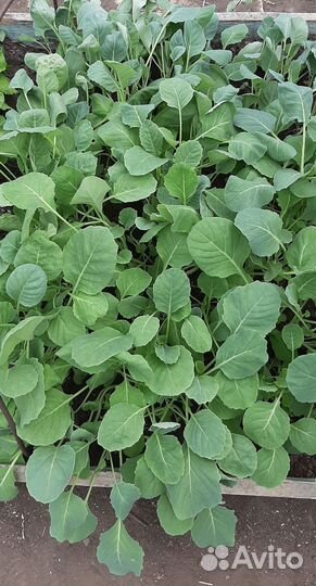 Рассада капусты