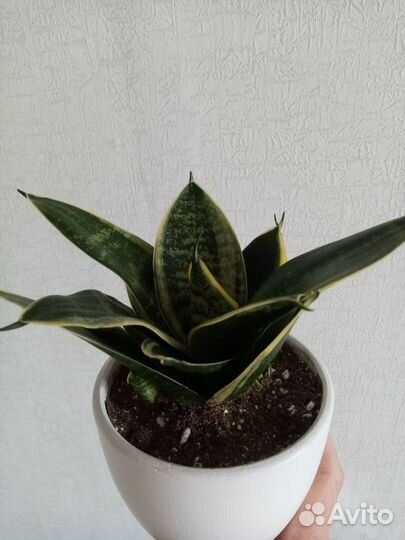 Сансевиерия ханни