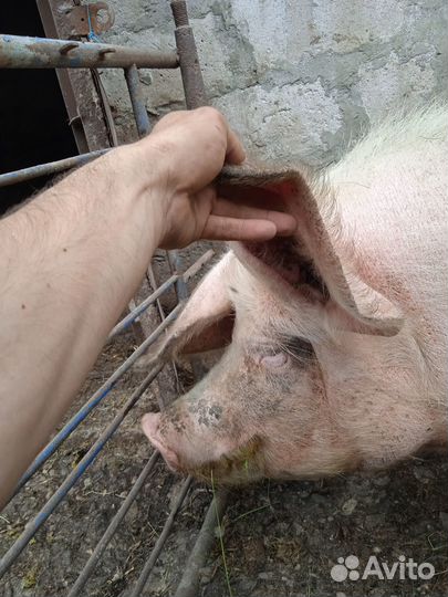 Продается свиноматка