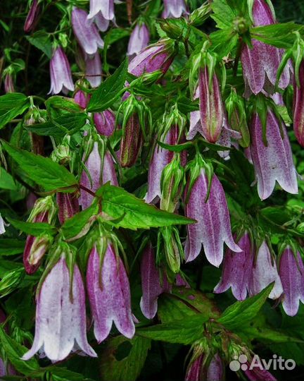 Цветы многолетники