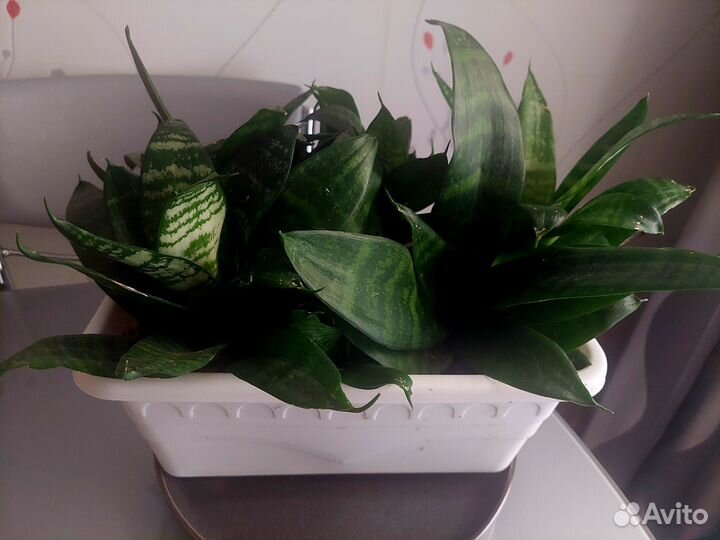 Сансевиерия Ханни