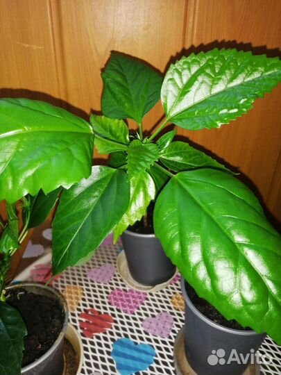 Гибискус, красный, полный, махровый