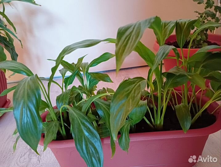 Спатифиллум