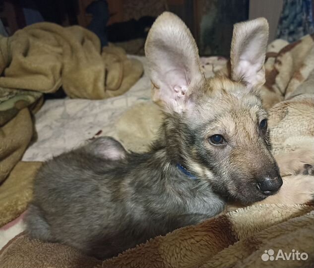 Собака в добрые руки отдам бесплатно