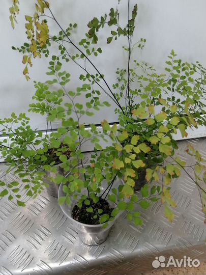 Папоротники