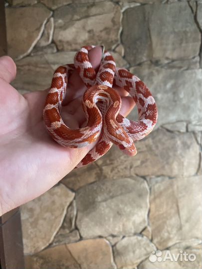 Маисовые полозы