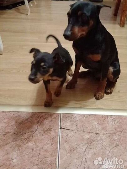 Щенки цвергпинчера