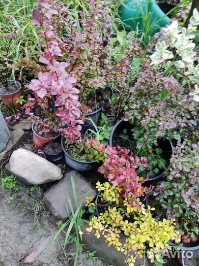 Барбарисы Тунберга