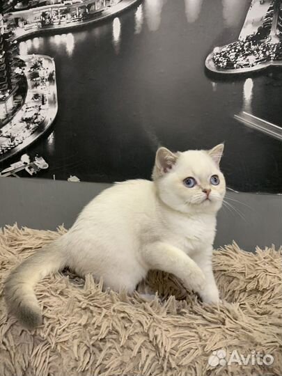 Британская