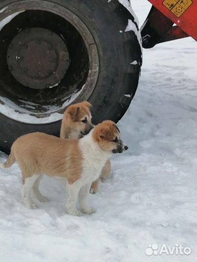 Щенки лайки