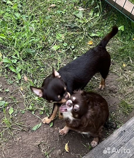 Чихуахуа подрощенный мальчик